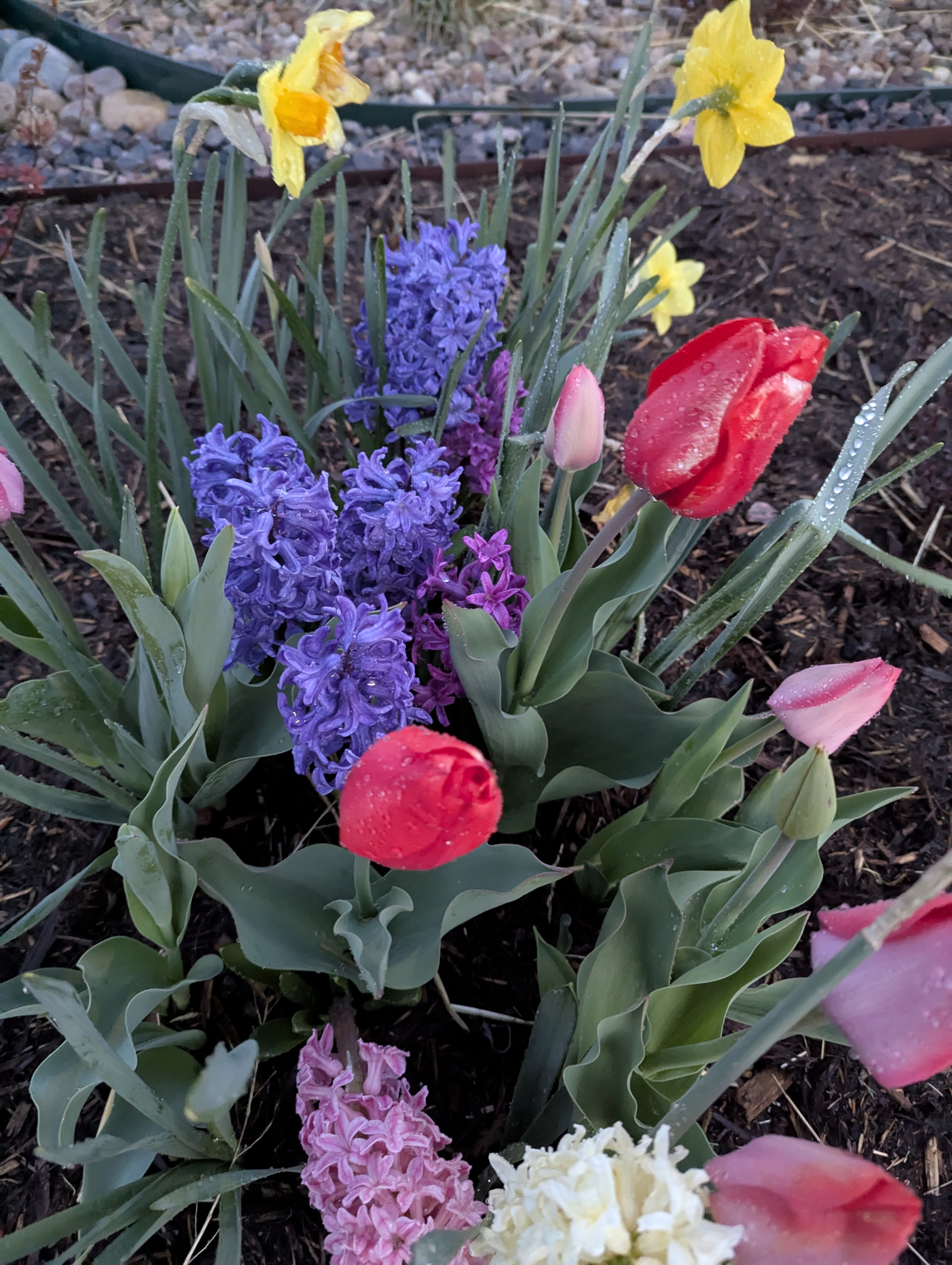 Garden, Flowers, Morrison, Colorado